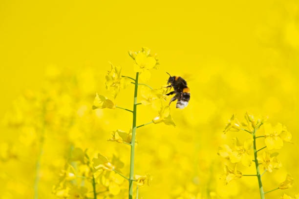 Sunset in a canola field in rural Alberta, Canada