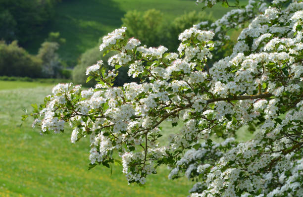 flowering hawthorn flowering hawthorn in the month of May hawthorn maple stock pictures, royalty-free photos & images