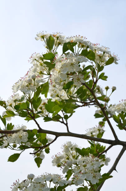 flowering hawthorn flowering hawthorn in the month of May hawthorn maple stock pictures, royalty-free photos & images