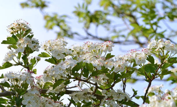 flowering hawthorn flowering hawthorn in the month of May hawthorn maple stock pictures, royalty-free photos & images