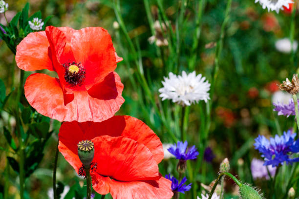 istock summer meadow with red poppies 1249865440