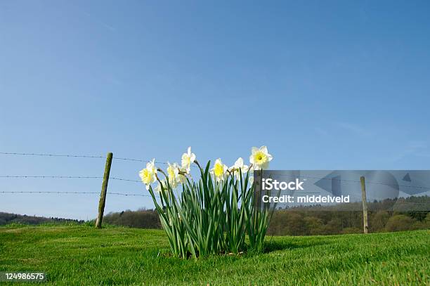 Primavera Foto de stock y más banco de imágenes de Ajardinado - Ajardinado, Alambre de espino, Amarillo - Color
