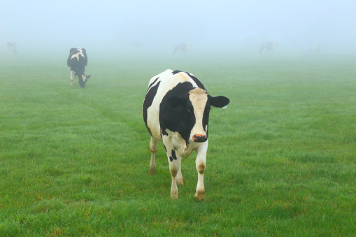 Holstein Friesian cows graze on the farmland on the foggy morning in East Devon