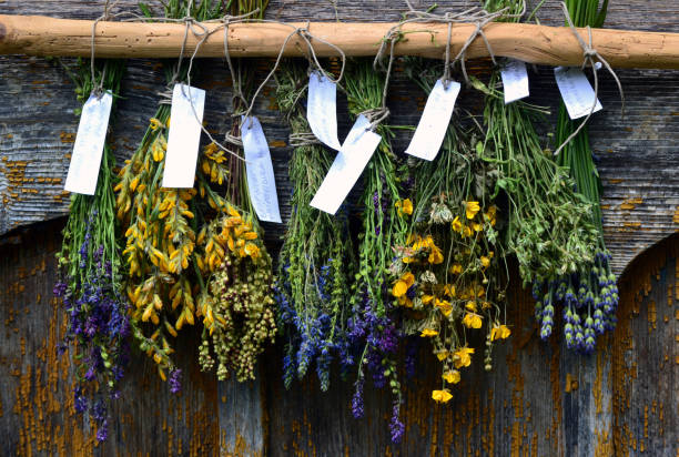 Bunches of dry herbal plants hanging on wooden wall Bunches of dry herbal plants hanging on wooden wall flower arrangement bouquet variation flower stock pictures, royalty-free photos & images