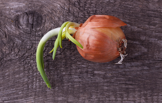 Sprouting onion with roots on wooden background. Top view
