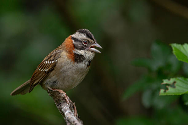 istock Rufous-collared Sparrow at garden 1249867002