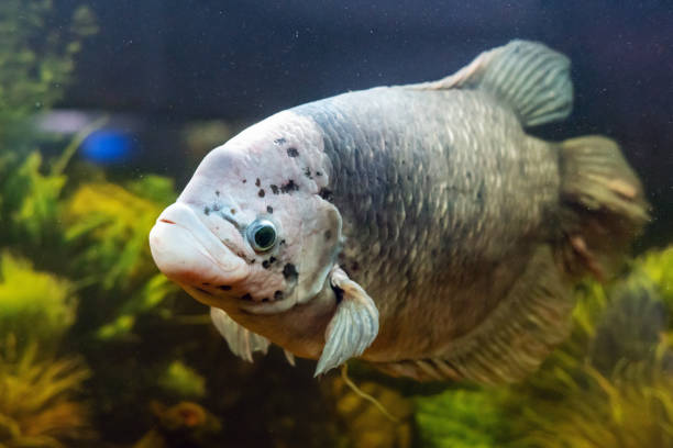 istock Giant gourami fish, Osphronemus goramy swims in an aquarium 1249867324