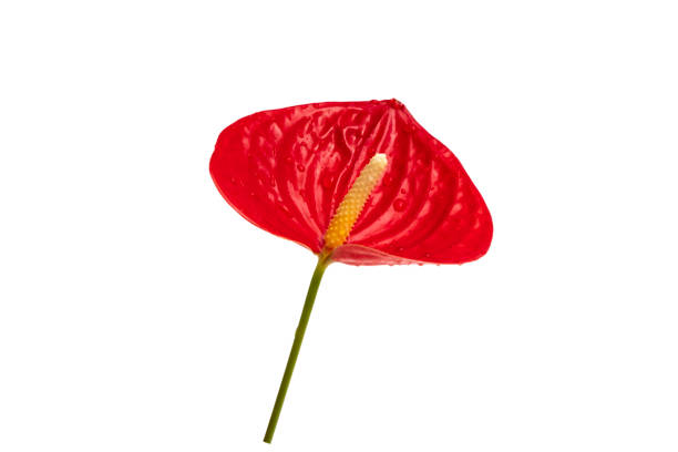 istock Red Anthurium/Flamingo flower isolated on white background 1249868229