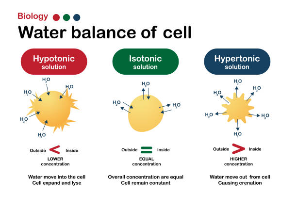 Biology Diagram Show Effect Of Isotonic Hypertonic And Hypotonic Solution  In Water Balance Of Living Cell Stock Illustration - Download Image Now -  iStock