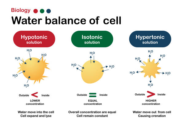 Biology Diagram Show Effect Of Isotonic Hypertonic And Hypotonic Solution In Water Balance Of Living Cell Stock Illustration - Download Image Now - iStock Biology Diagram Show Effect Of Isotonic Hypertonic And Hypotonic Solution In Water Balance Of Living Cell Stock Illustration - Download Image Now - iStock