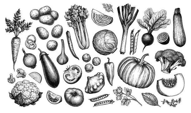 illustrations, cliparts, dessins animés et icônes de un grand ensemble de légumes. - gravure sur bois