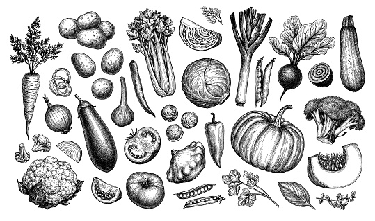 Big set of vegetables. Ink sketch collection isolated on white background. Hand drawn vector illustration. Retro style.