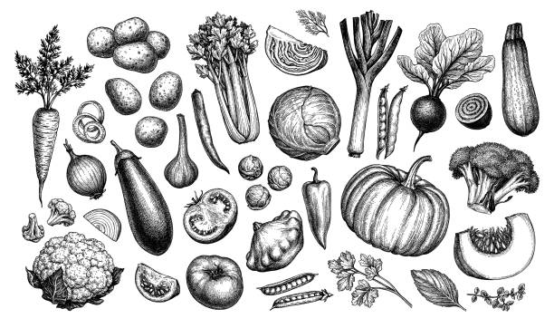 Big set of vegetables. Big set of vegetables. Ink sketch collection isolated on white background. Hand drawn vector illustration. Retro style. etching illustrations stock illustrations
