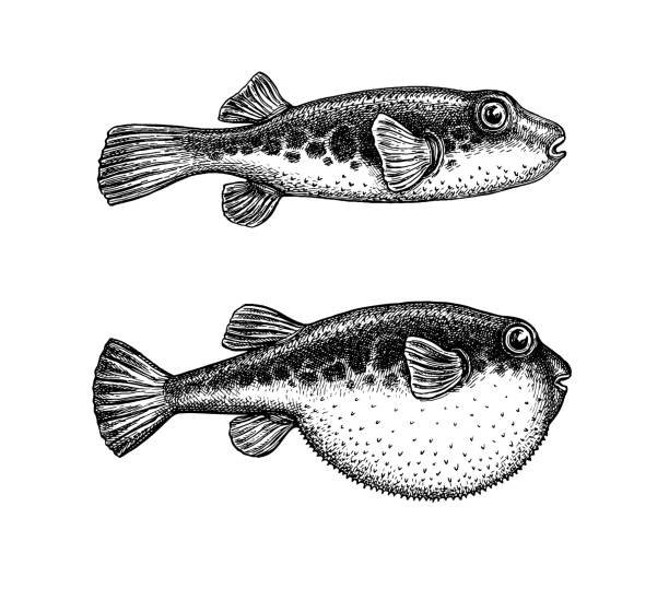 ภาพประกอบสต็อกที่เกี่ยวกับ “ร่างหมึกของปลา fugu - ปลาปักเป้า ปลาเขตร้อน”