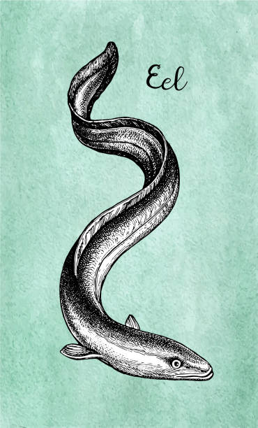 ilustrações de stock, clip art, desenhos animados e ícones de ink sketch of japanese eel - saltwater eel