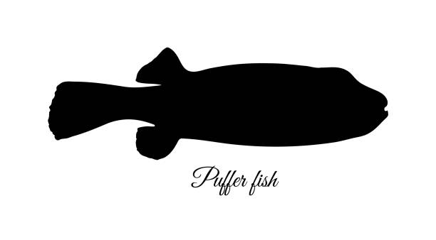 istock Silhouette of fugu fish. 1249868863