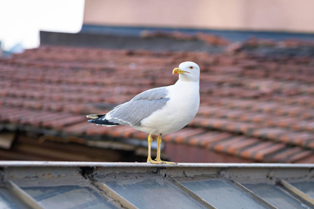 seagull bird on tiled roof in sunny day.