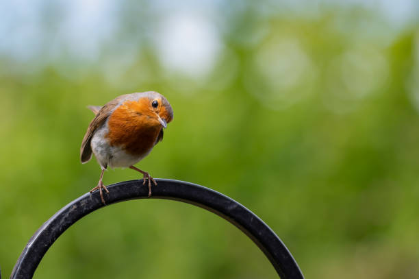 istock Robin, Erithacus rubecula, with a white grub in beak perched on a metal frame 1249869846