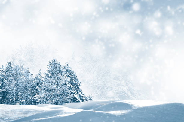 istock Frozen winter forest with snow covered trees. outdoor. Falling snowflakes 1249869863