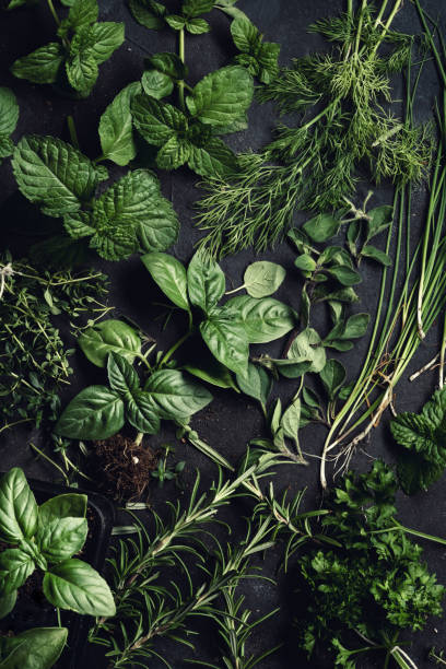 istock Selection of fresh green herbs flatlay 1249869867