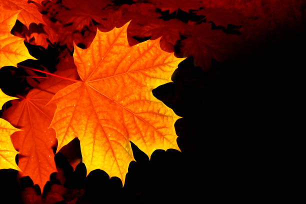 maple. autumn landscape with bright colorful leaves. Indian summer. foliage