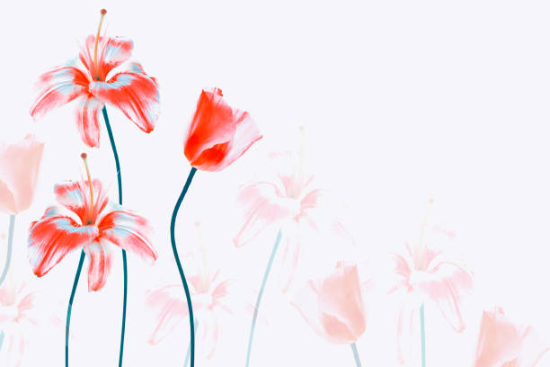 istock flowers isolated on white background. nature 1249869957