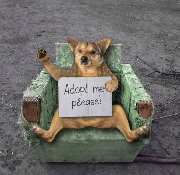 istock Dog in old green armchair 1249870098