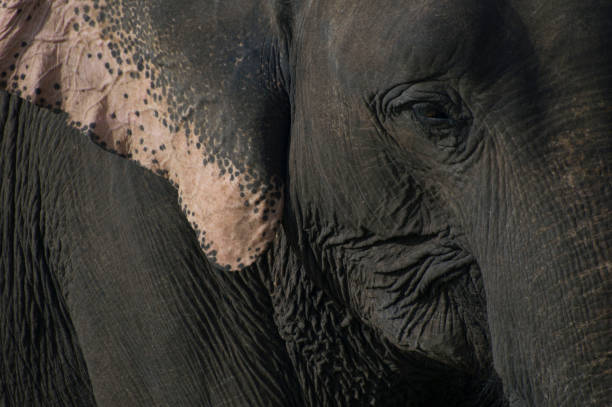アジアゾウクローズアップ - animal close up elephant animal eye ストックフォトと画像