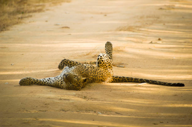 Leopard Lying in the Sun During Golden Hour