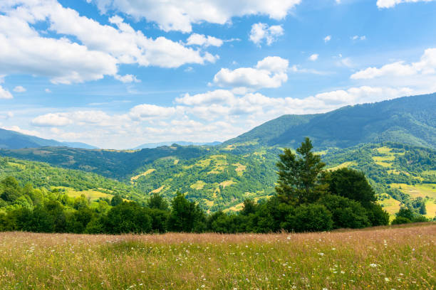 istock grassy mountain meadow in summer 1249871008