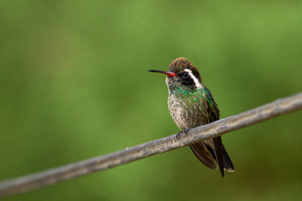 istock White-eared Hummingbird at flower 1249871194