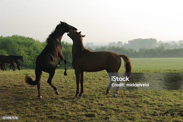 Os Cavalos - Fotografias de stock e mais imagens de Amanhecer - Amanhecer, Animal selvagem, Ao Ar Livre