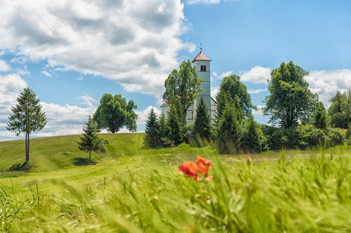 Small christian church on green hill, wheat field and  poppy flower in front on sunny day. Loška valley, village Zelše, Slovenia.