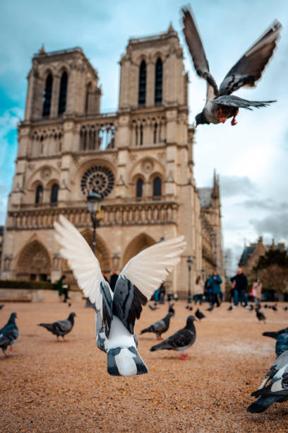 istock Notre Dame of Paris 1249872547