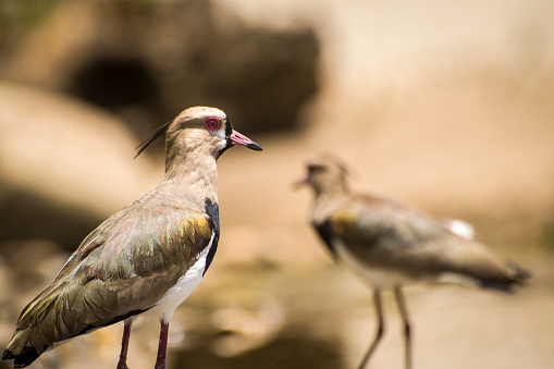 A pair of southern lapwings wading in a shallow river to cool off from the heat