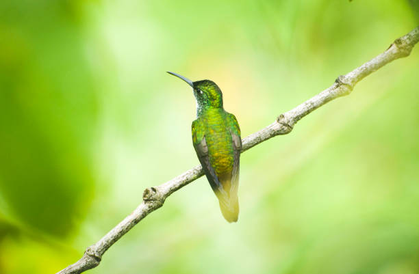 istock White-Chested Emerald Hummingbird on Branch 1249872749