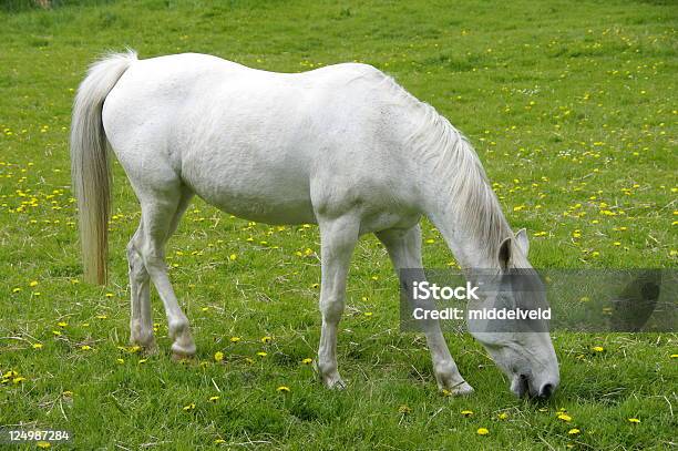 馬 - ウェストベリーの白馬のストックフォトや画像を多数ご用意 - ウェストベリーの白馬, チャーヒルの白馬, アフィントンの白馬