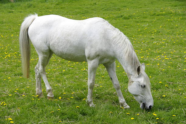 Horse Grazing white horse in a dandelion meadow uffington horse stock pictures, royalty-free photos & images