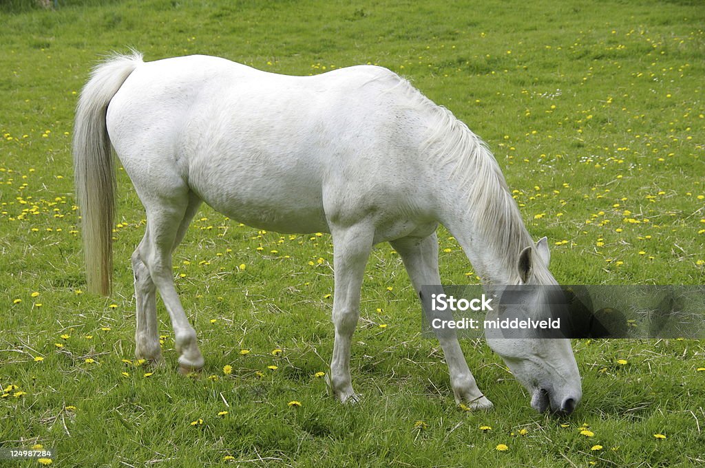 Koń - Zbiór zdjęć royalty-free (Biały Koń z Cherhill)