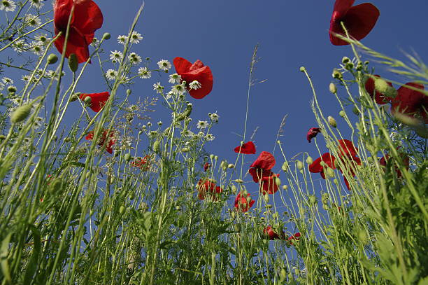 istock poppys and camomile in the sky 124987287