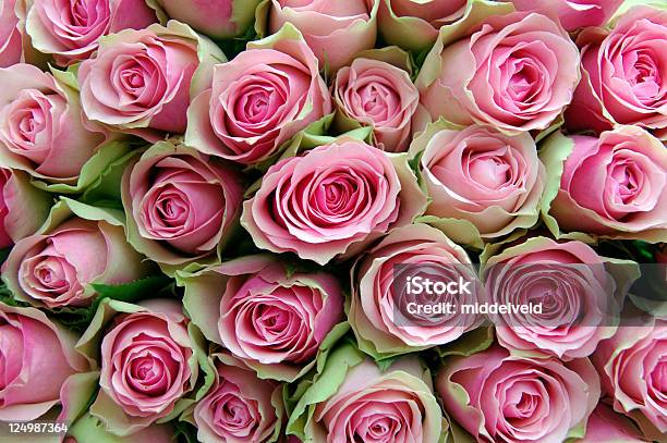 Rosas Foto de stock y más banco de imágenes de Amor - Sentimiento - Amor - Sentimiento, Arreglo floral, Bed Of Roses - refrán en inglés