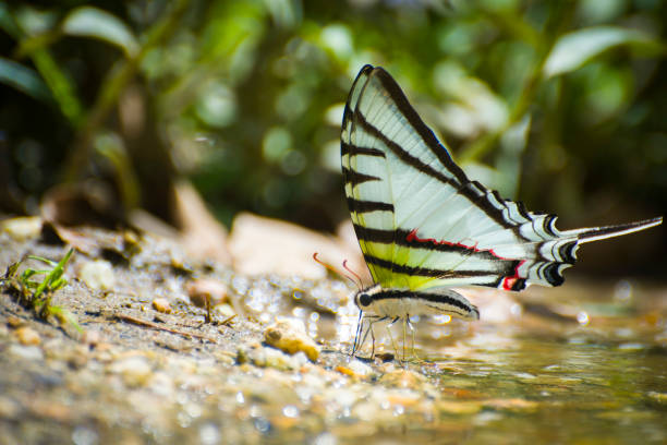 istock Colourful Swallowtail Butterfly Next to the Water 1249873894