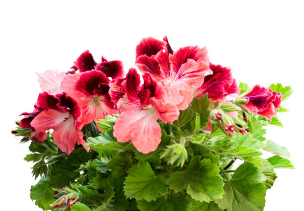 istock Colorful Pelargonium flowers isolated on white 1249873909