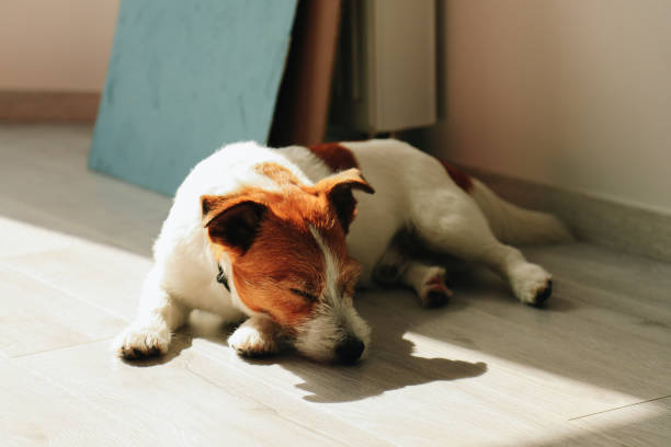 carino jack russell cane che dorme - cane morde coda foto e immagini stock