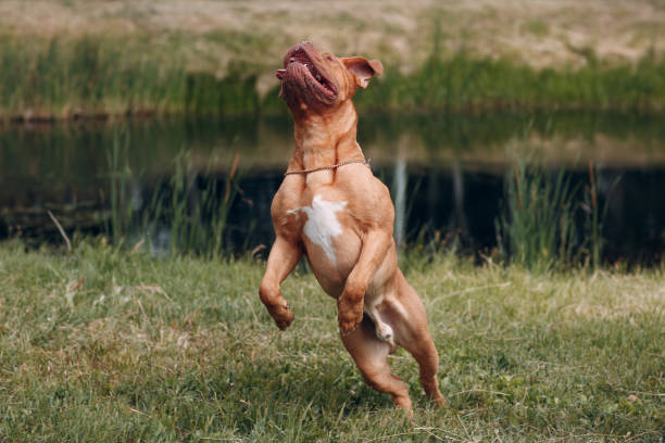 kuvapankkikuvat ja rojaltivapaat kuvat aiheesta hyppään dogue de bordeaux'ta. koiran mastiffi lemmikki. - bordeaux dog