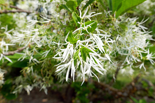 Сhionanthus virginicus - also called: 'Virginischer Schneeflockenstrauch' / 'Virginischer Schneebaum' or 'Giftesche'