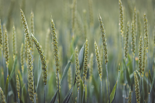 Spelt or Dinkel Wheat Field near Regensburg, Germany