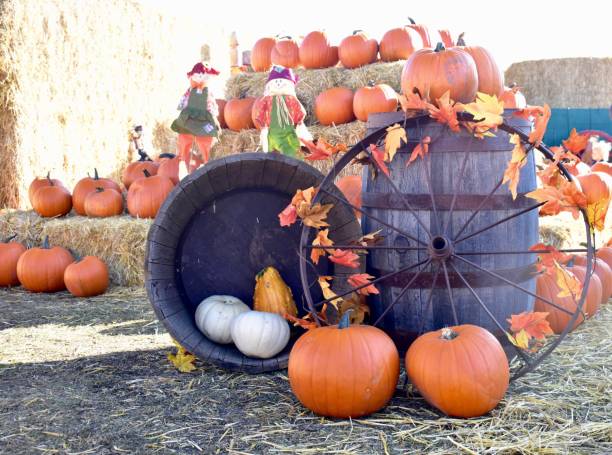 exhibición de la cosecha de otoño de calabazas orgánicas para la granja de otoño festiva divertida en el soleado día de septiembre - agricultural fair farmers market squash market fotografías e imágenes de stock