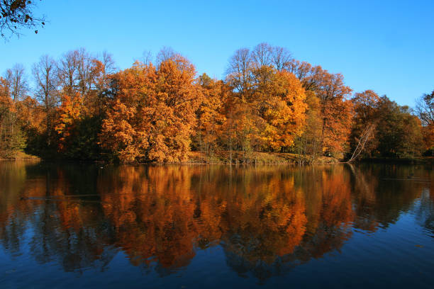 istock yellow autumn trees reflecting in the water 1249878701
