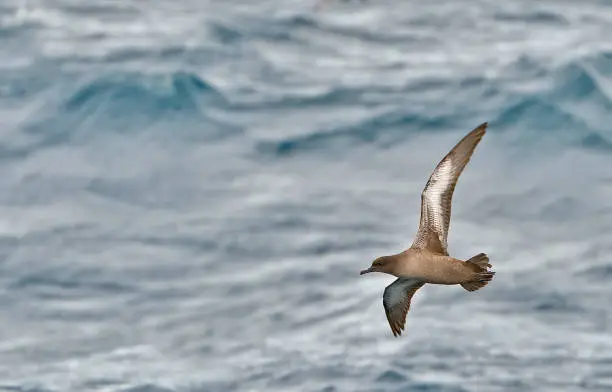 The Sooty Shearwater (Puffinus griseus) is a medium-large shearwater in the seabird family Procellariidae. In New Zealand it is also known by its Mori name tt and as "muttonbird",